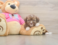 6 week old Saussie Puppy For Sale - Puppy Love PR