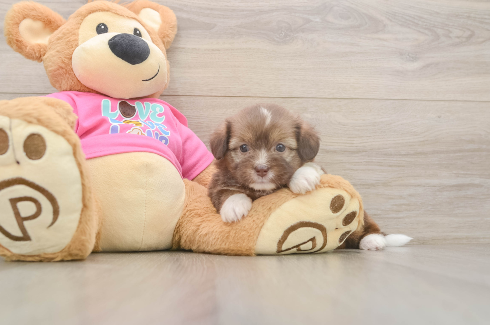 5 week old Saussie Puppy For Sale - Puppy Love PR