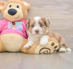 7 week old Saussie Puppy For Sale - Puppy Love PR