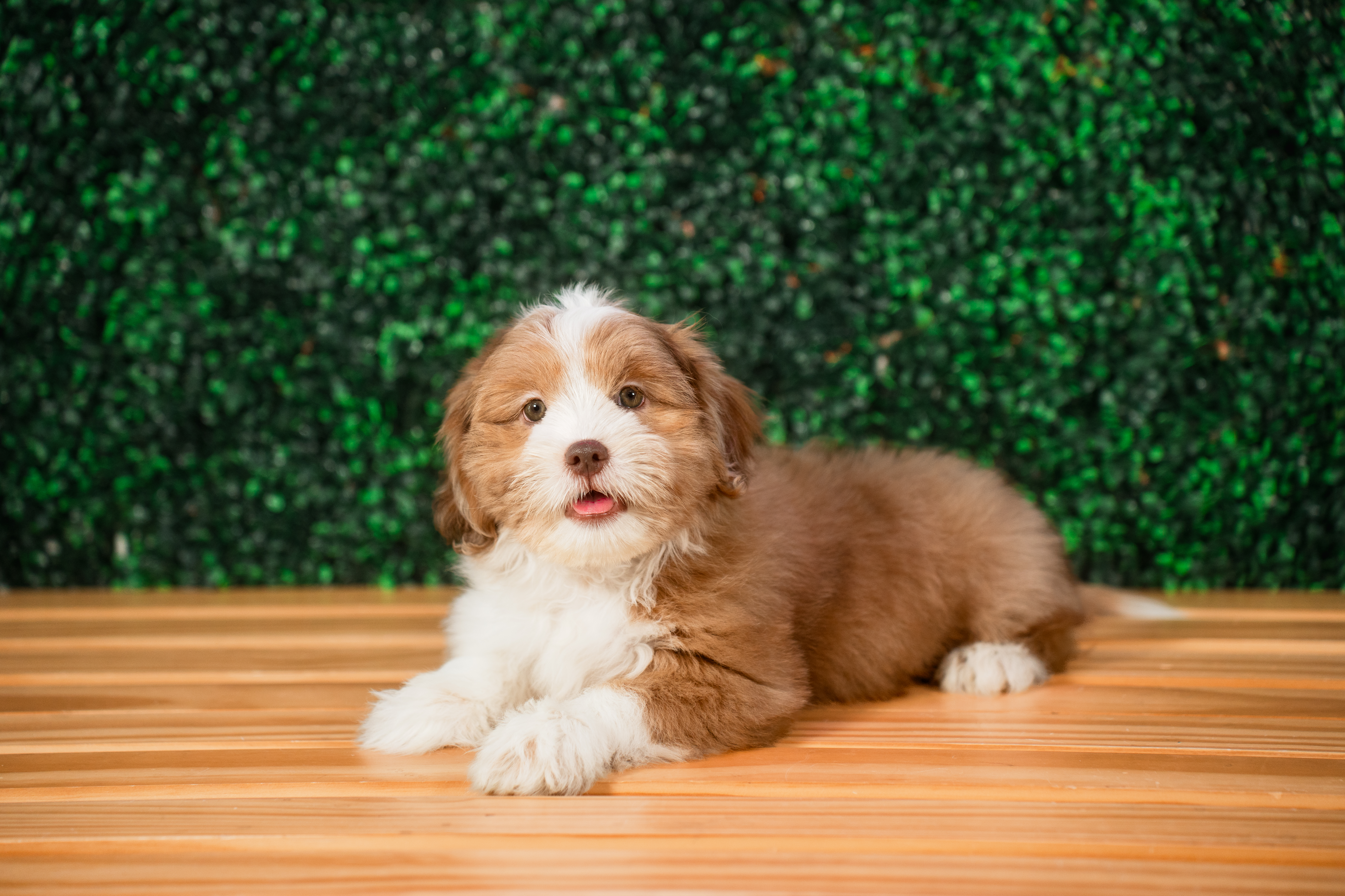 Saussie Pup Being Cute