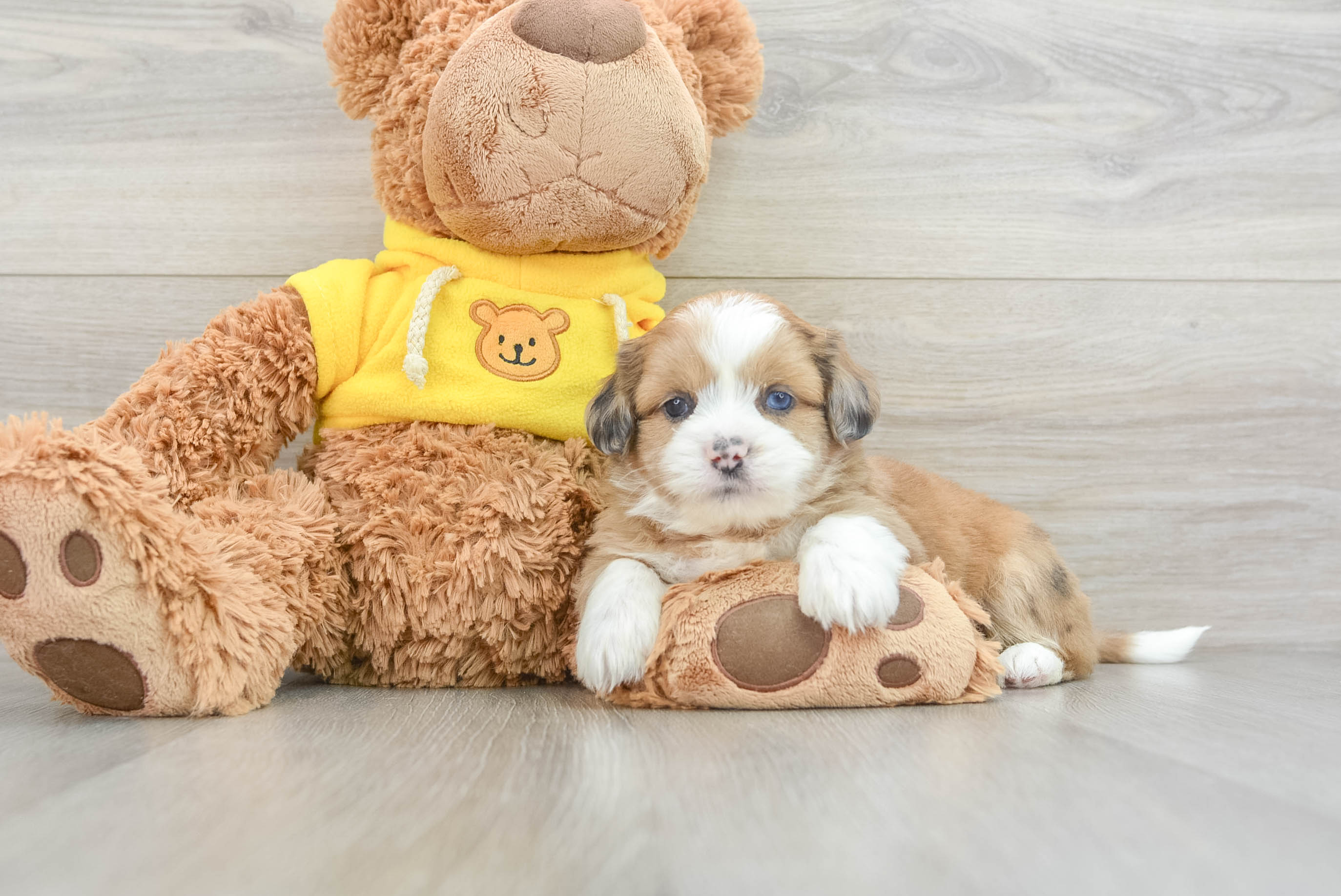 Best Saussie Baby