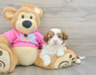 6 week old Saussie Puppy For Sale - Puppy Love PR