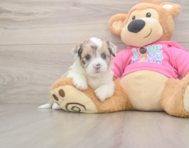 5 week old Saussie Puppy For Sale - Puppy Love PR