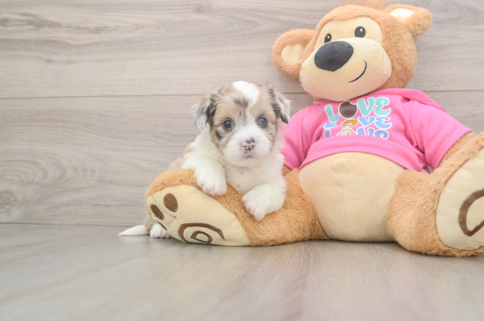 5 week old Saussie Puppy For Sale - Puppy Love PR