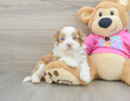 6 week old Saussie Puppy For Sale - Puppy Love PR