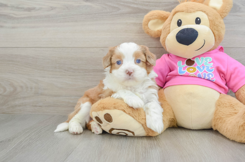 6 week old Saussie Puppy For Sale - Puppy Love PR