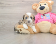 5 week old Saussie Puppy For Sale - Puppy Love PR