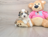 5 week old Saussie Puppy For Sale - Puppy Love PR