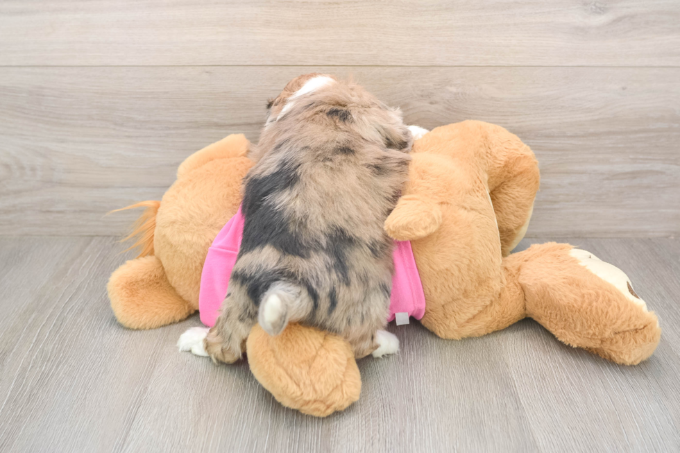 Cute Saussie Designer Pup