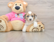 5 week old Saussie Puppy For Sale - Puppy Love PR
