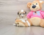 7 week old Saussie Puppy For Sale - Puppy Love PR