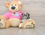 5 week old Saussie Puppy For Sale - Puppy Love PR