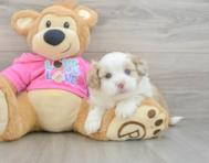 6 week old Saussie Puppy For Sale - Puppy Love PR