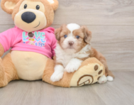 6 week old Saussie Puppy For Sale - Puppy Love PR