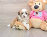 6 week old Saussie Puppy For Sale - Puppy Love PR