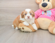 6 week old Saussie Puppy For Sale - Puppy Love PR