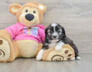 6 week old Saussie Puppy For Sale - Puppy Love PR
