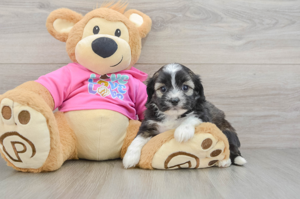 6 week old Saussie Puppy For Sale - Puppy Love PR