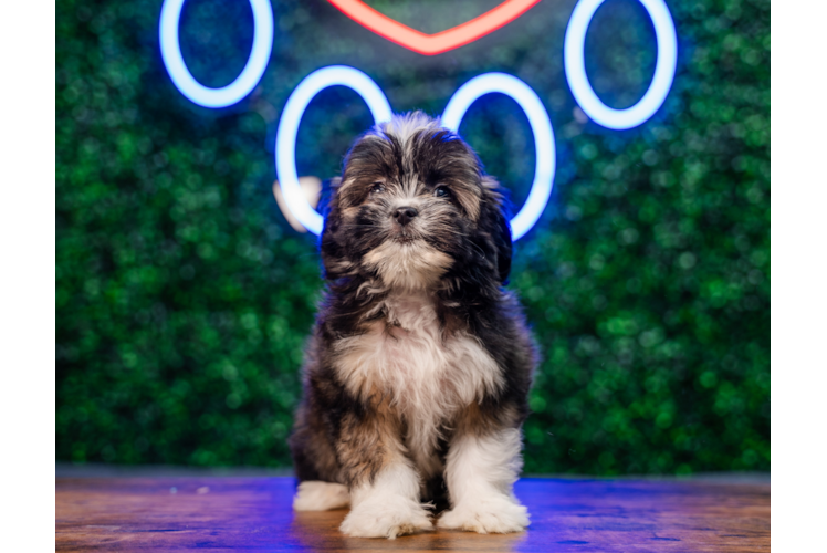 Cute Ausstzu Designer Puppy