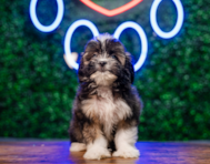 10 week old Saussie Puppy For Sale - Puppy Love PR