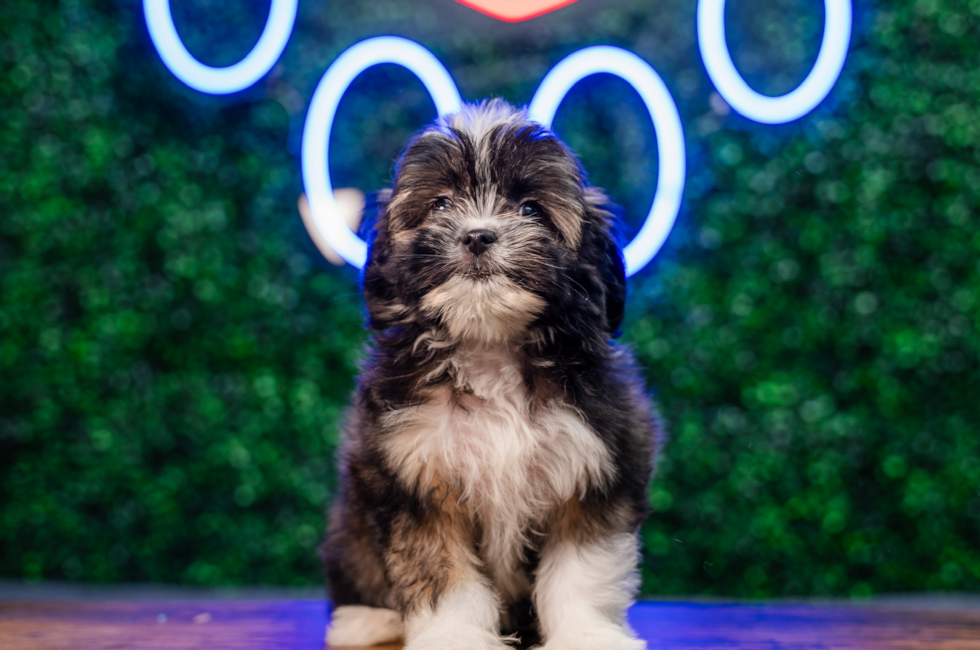 10 week old Saussie Puppy For Sale - Puppy Love PR
