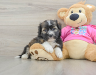 6 week old Saussie Puppy For Sale - Puppy Love PR