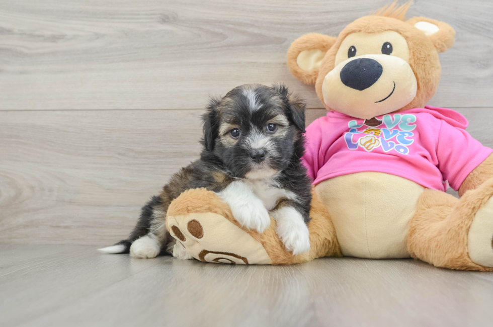 6 week old Saussie Puppy For Sale - Puppy Love PR