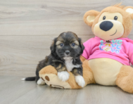 6 week old Saussie Puppy For Sale - Puppy Love PR