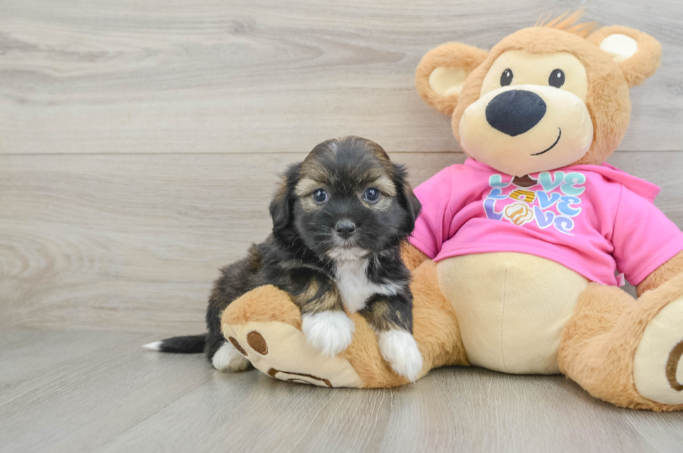 6 week old Saussie Puppy For Sale - Puppy Love PR