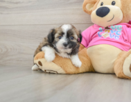 6 week old Saussie Puppy For Sale - Puppy Love PR