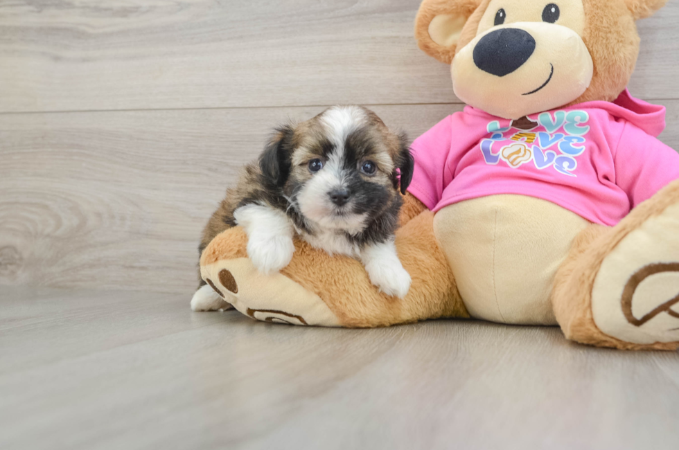 6 week old Saussie Puppy For Sale - Puppy Love PR