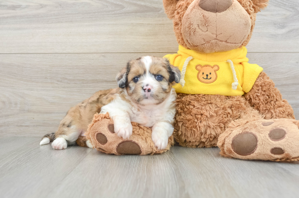 7 week old Saussie Puppy For Sale - Puppy Love PR