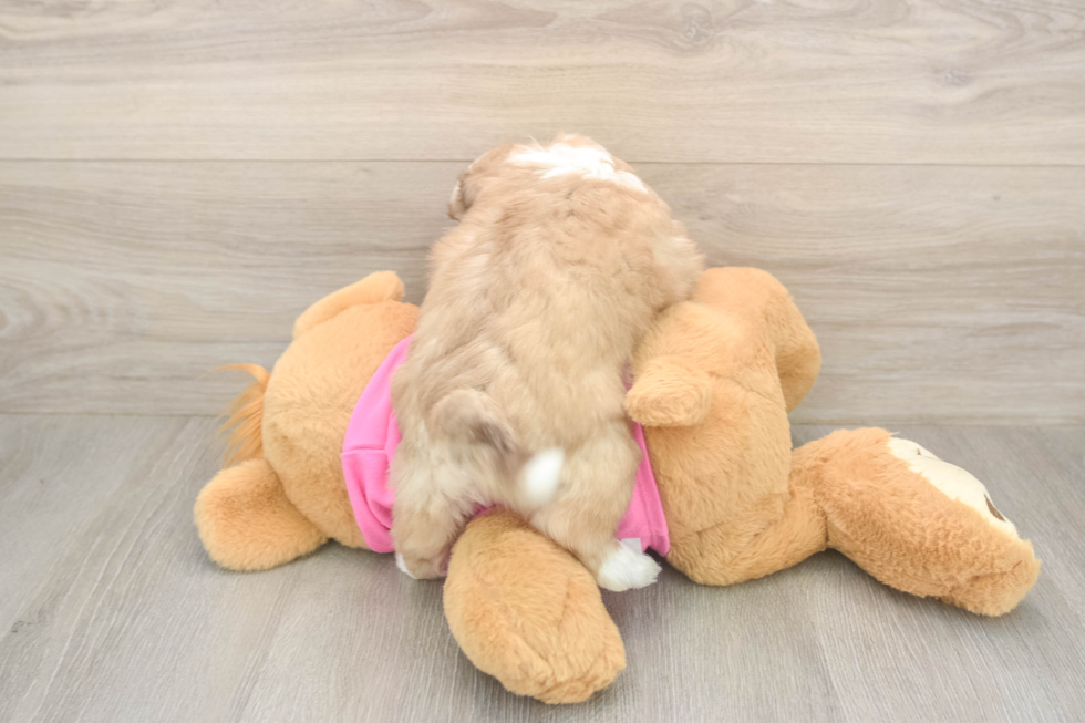 Cute Ausstzu Designer Puppy