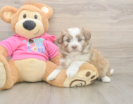 5 week old Saussie Puppy For Sale - Puppy Love PR