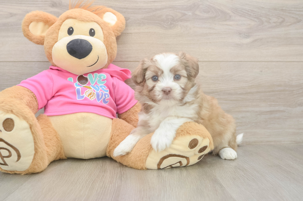 6 week old Saussie Puppy For Sale - Puppy Love PR