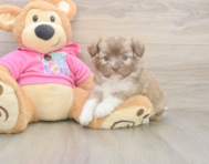 5 week old Saussie Puppy For Sale - Puppy Love PR