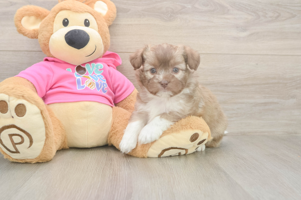6 week old Saussie Puppy For Sale - Puppy Love PR