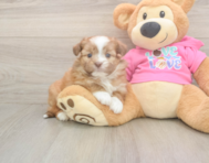 5 week old Saussie Puppy For Sale - Puppy Love PR