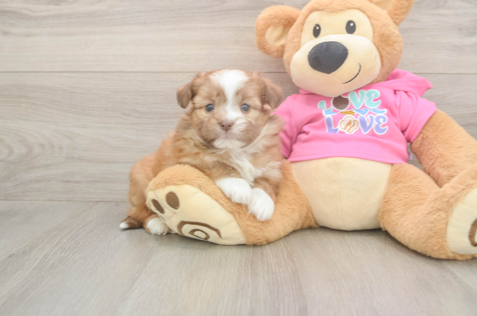 6 week old Saussie Puppy For Sale - Puppy Love PR