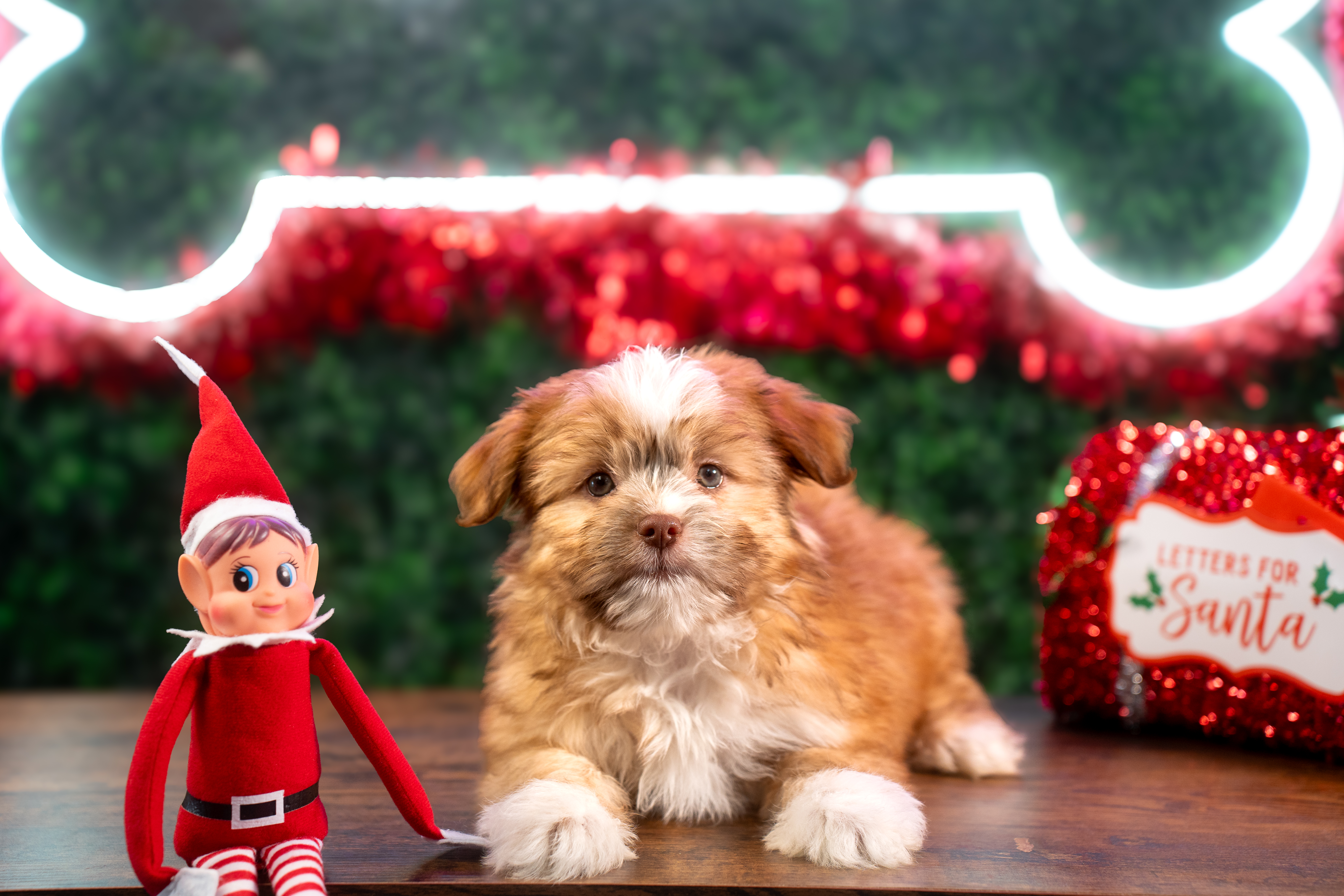Saussie Puppy for Adoption
