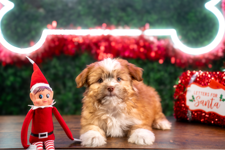 Saussie Puppy for Adoption