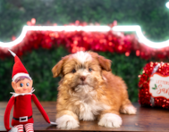 10 week old Saussie Puppy For Sale - Puppy Love PR