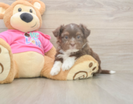5 week old Saussie Puppy For Sale - Puppy Love PR