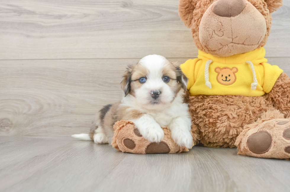 6 week old Saussie Puppy For Sale - Puppy Love PR