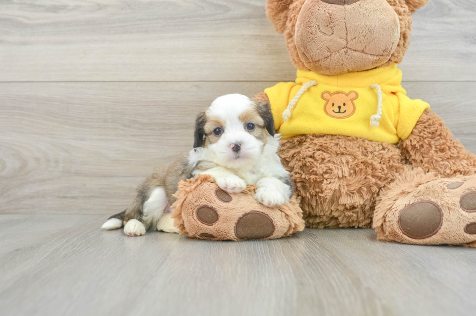 5 week old Saussie Puppy For Sale - Puppy Love PR