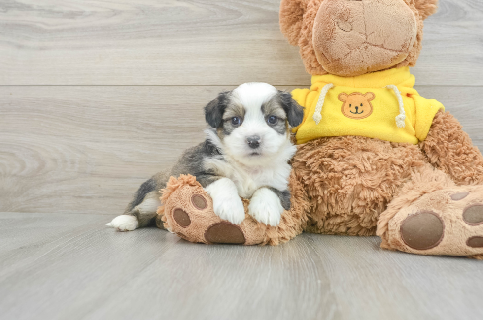 5 week old Saussie Puppy For Sale - Puppy Love PR