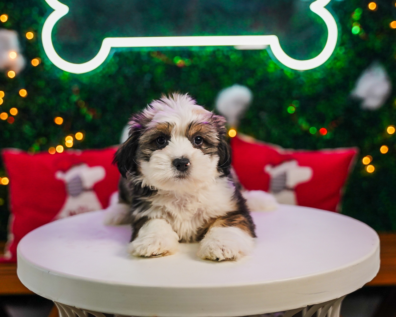 Saussie Pup Being Cute