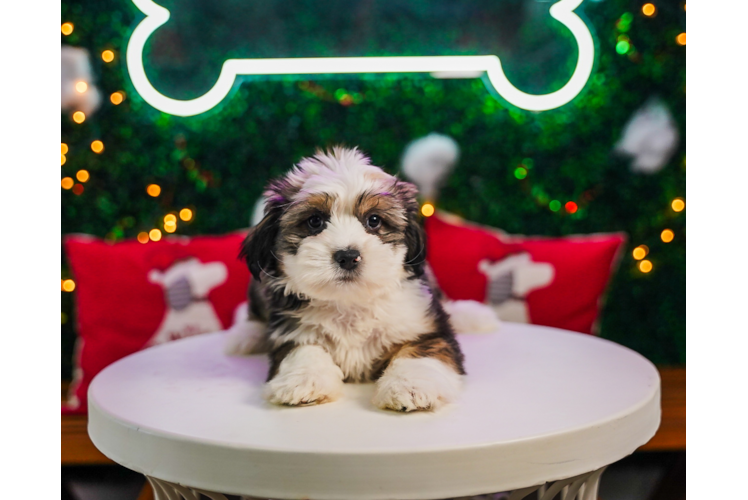 Meet Nene - our Saussie Puppy Photo 1/4 - Puppy Love PR Saussie Pup Being Cute