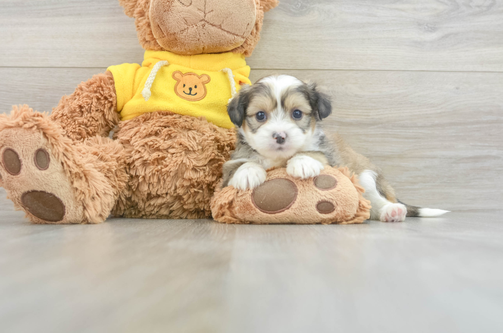 5 week old Saussie Puppy For Sale - Puppy Love PR