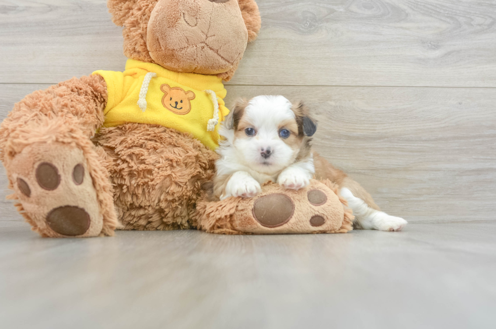 5 week old Saussie Puppy For Sale - Puppy Love PR